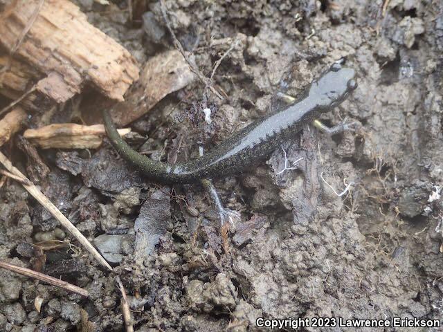 Speckled Black Salamander (Aneides flavipunctatus flavipunctatus)