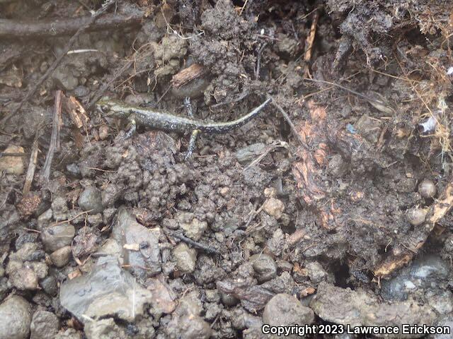 Speckled Black Salamander (Aneides flavipunctatus flavipunctatus)