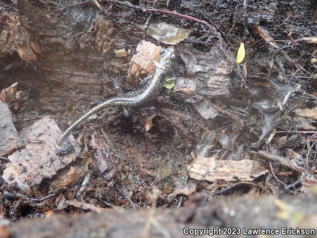 Speckled Black Salamander (Aneides flavipunctatus flavipunctatus)