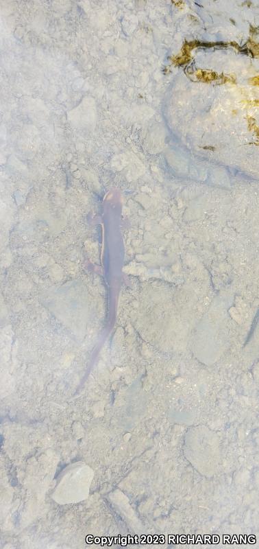 California Newt (Taricha torosa)