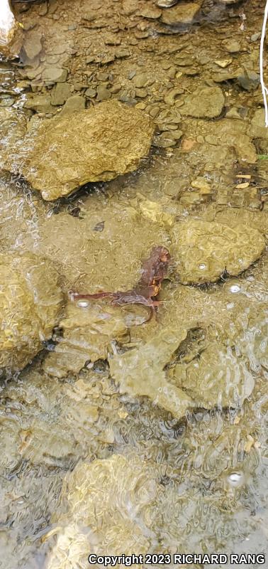 California Newt (Taricha torosa)