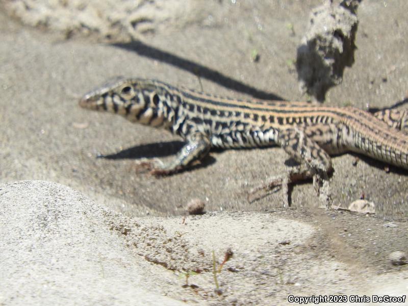 Coastal Whiptail (Aspidoscelis tigris stejnegeri)