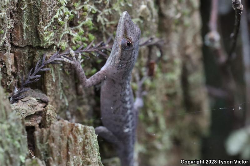 Southern Green Anole (Anolis carolinensis seminolus)