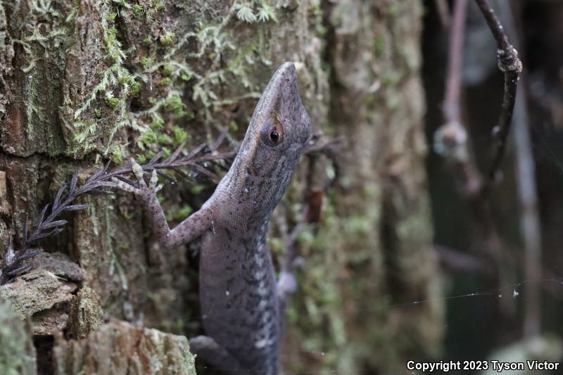 Southern Green Anole (Anolis carolinensis seminolus)