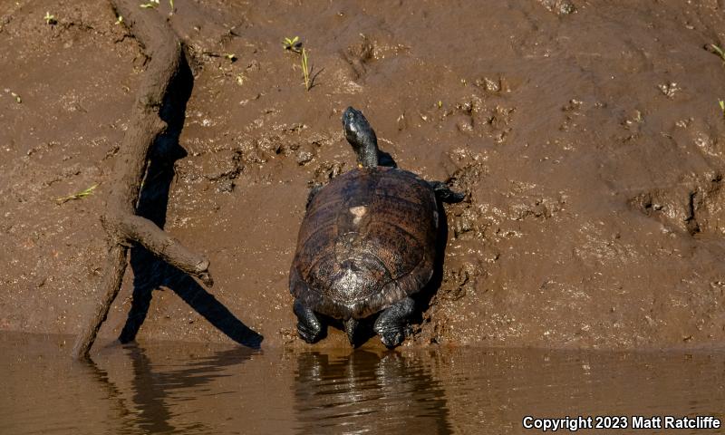 Northern Red-bellied Cooter (Pseudemys rubriventris)