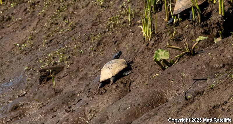 Northern Red-bellied Cooter (Pseudemys rubriventris)