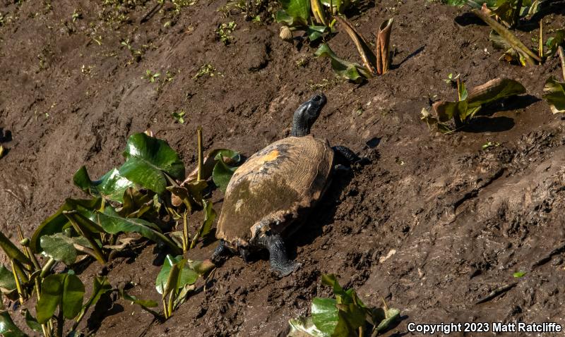 Northern Red-bellied Cooter (Pseudemys rubriventris)