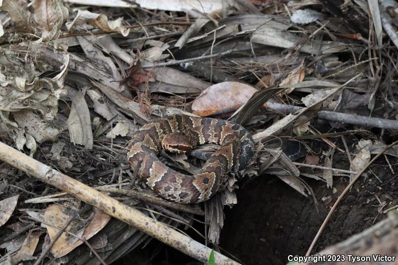 Florida Cottonmouth (Agkistrodon piscivorus conanti)