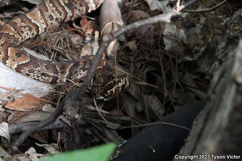 Florida Cottonmouth (Agkistrodon piscivorus conanti)