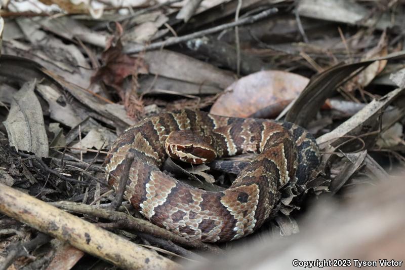 Florida Cottonmouth (Agkistrodon piscivorus conanti)