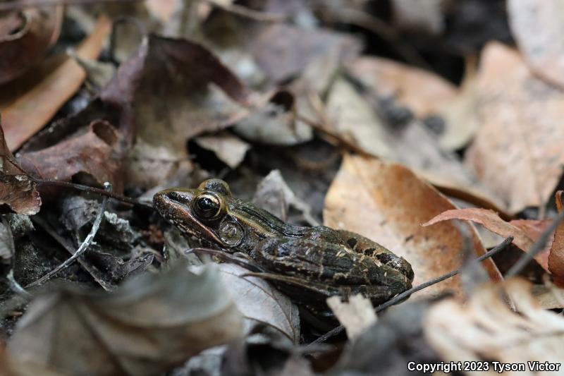 Florida Leopard Frog (Lithobates sphenocephalus sphenocephalus)