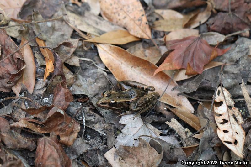 Florida Leopard Frog (Lithobates sphenocephalus sphenocephalus)