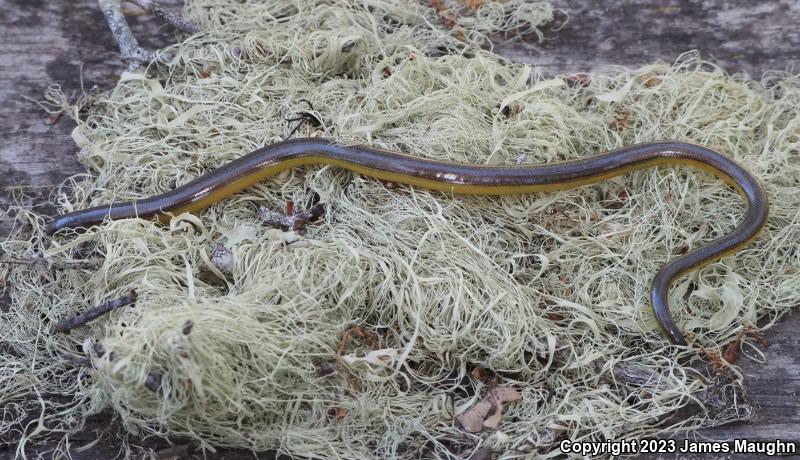 California Legless Lizard (Anniella pulchra)