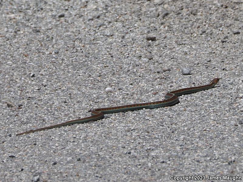 California Red-sided Gartersnake (Thamnophis sirtalis infernalis)