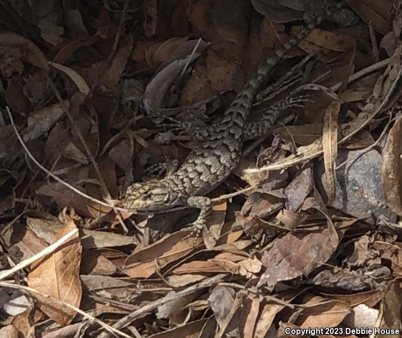 Great Basin Fence Lizard (Sceloporus occidentalis longipes)