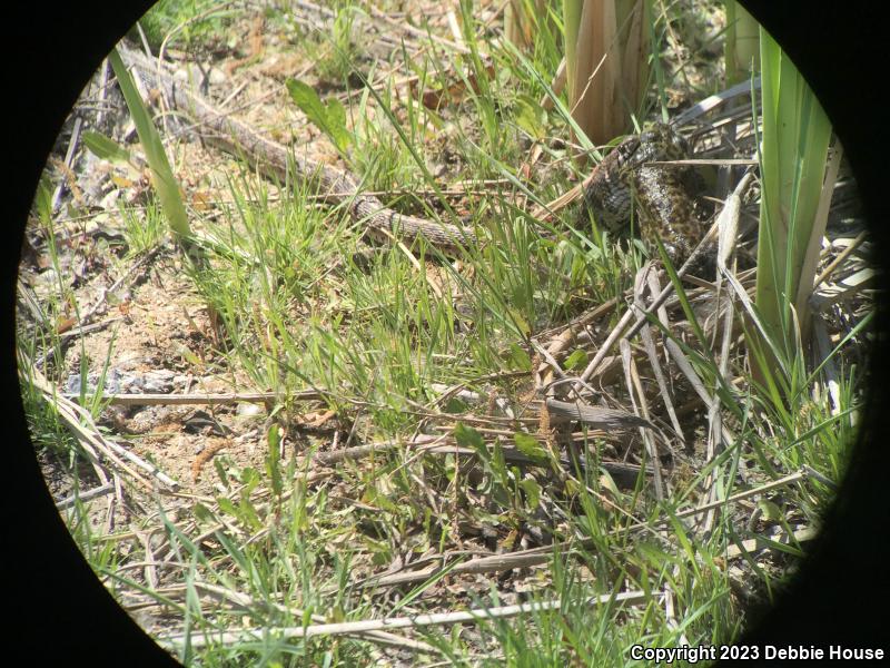 Checkered Gartersnake (Thamnophis marcianus)
