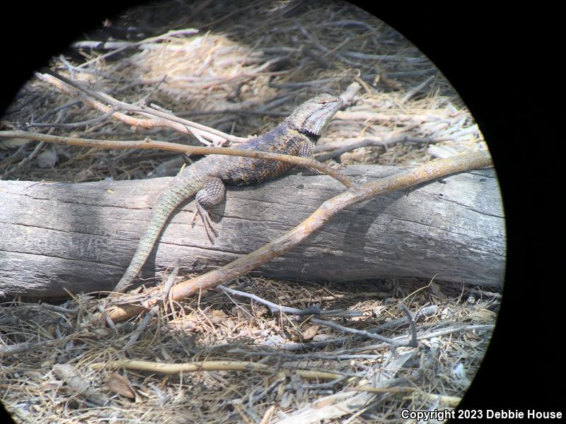 Desert Spiny Lizard (Sceloporus magister)