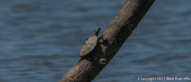 Black-knobbed Map Turtle (Graptemys nigrinoda nigrinoda)