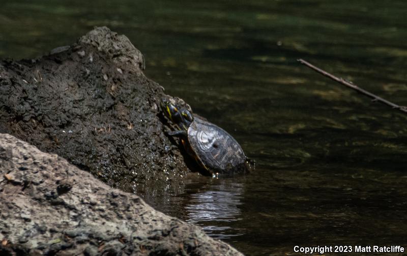 Eastern River Cooter (Pseudemys concinna concinna)