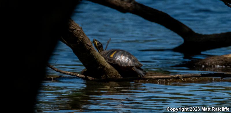 Eastern River Cooter (Pseudemys concinna concinna)