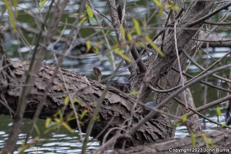 Brown Watersnake (Nerodia taxispilota)