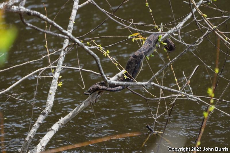 Brown Watersnake (Nerodia taxispilota)