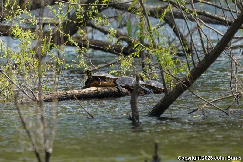 Coastal Plain Cooter (Pseudemys concinna floridana)