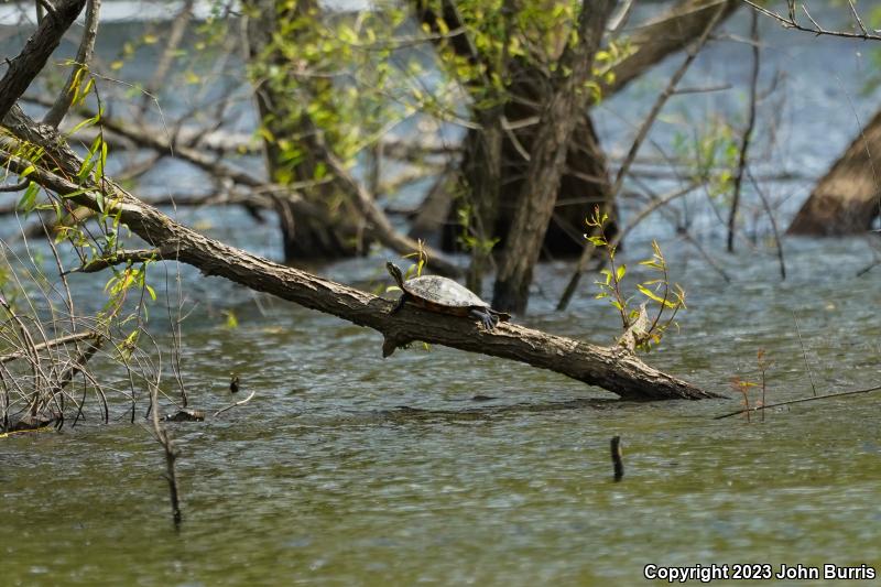 Coastal Plain Cooter (Pseudemys concinna floridana)