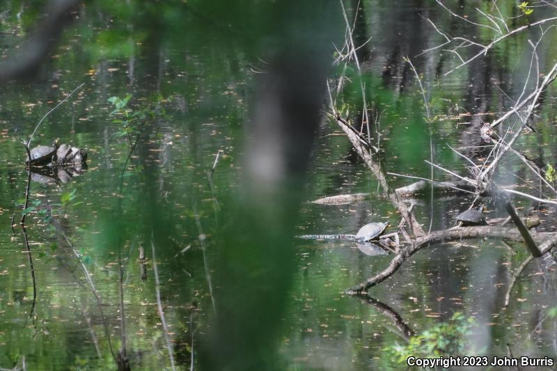 Coastal Plain Cooter (Pseudemys concinna floridana)