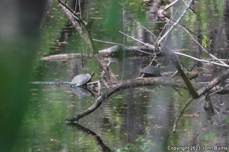 Coastal Plain Cooter (Pseudemys concinna floridana)