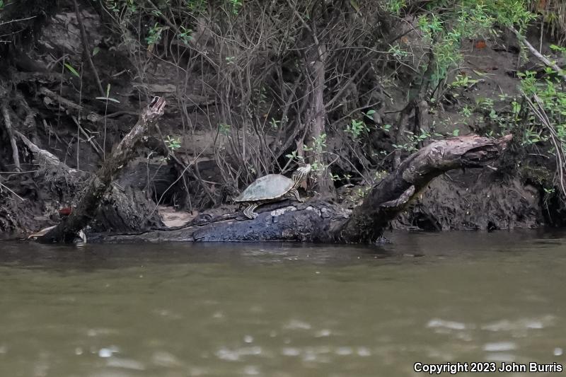 Escambia Map Turtle (Graptemys ernsti)