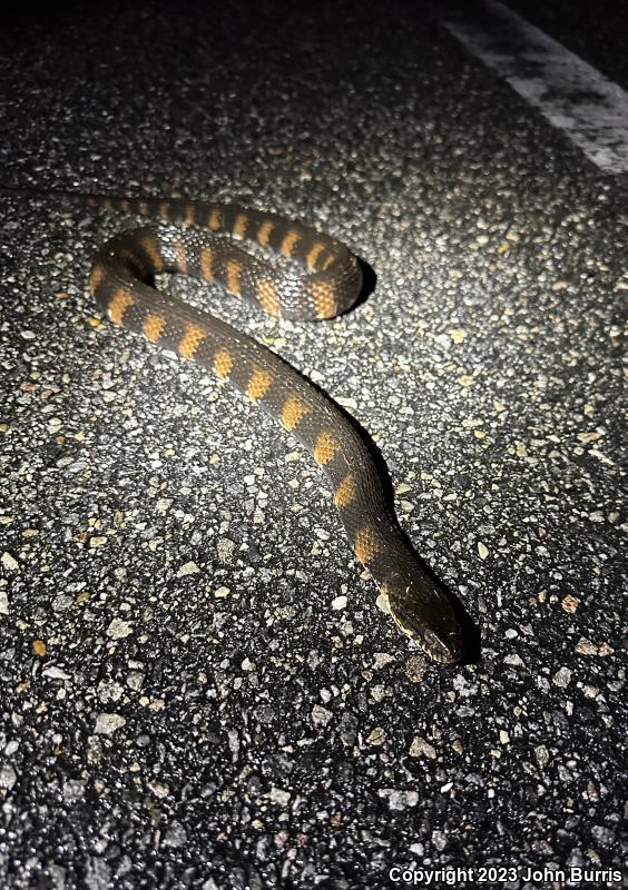 Banded Watersnake (Nerodia fasciata fasciata)