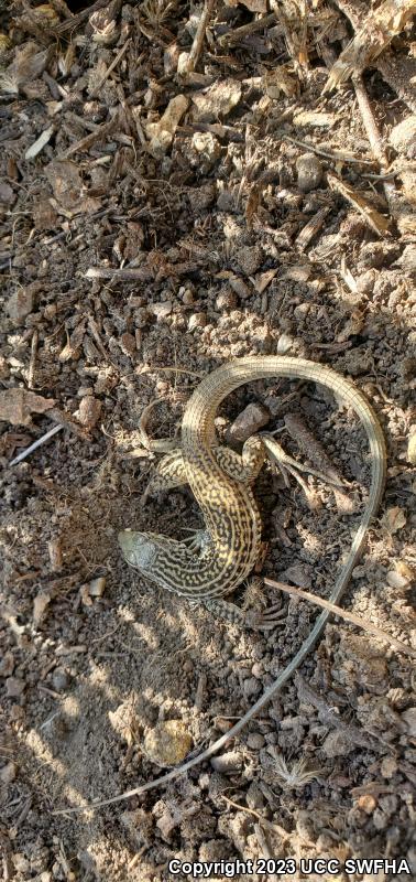 Coastal Whiptail (Aspidoscelis tigris stejnegeri)