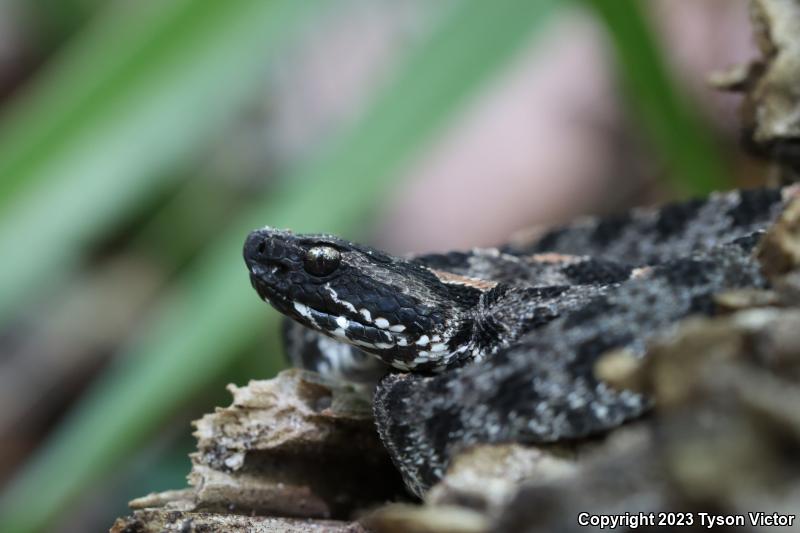 Dusky Pigmy Rattlesnake (Sistrurus miliarius barbouri)
