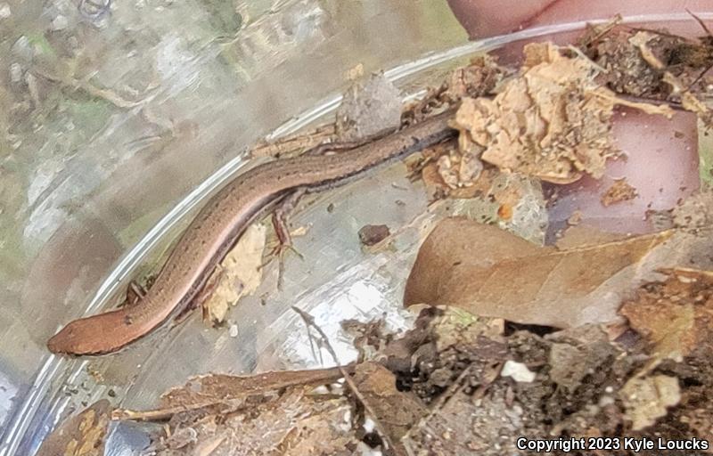 Little Brown Skink (Scincella lateralis)