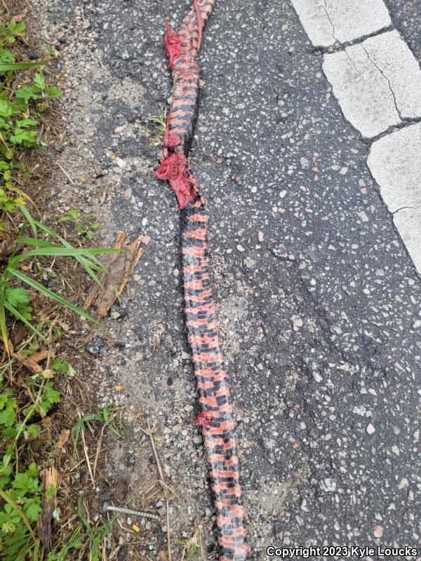 Eastern Mudsnake (Farancia abacura abacura)