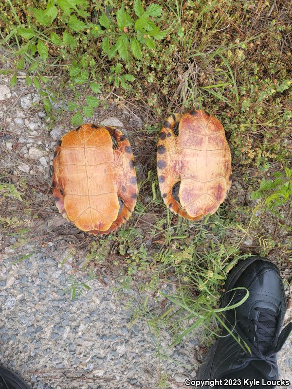 Yellow-bellied Slider (Trachemys scripta scripta)