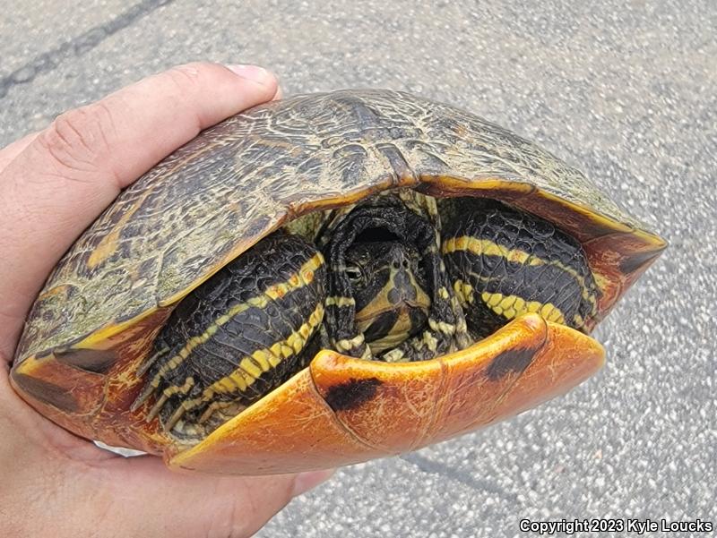 Yellow-bellied Slider (Trachemys scripta scripta)