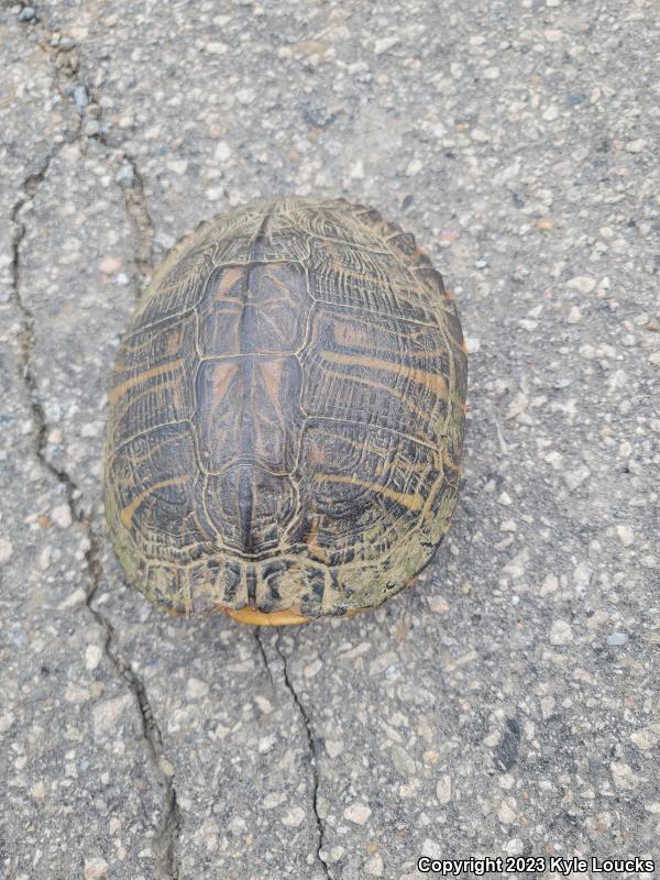 Yellow-bellied Slider (Trachemys scripta scripta)