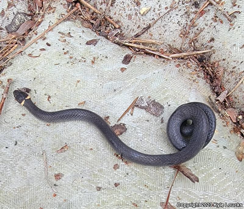 Southern Ring-necked Snake (Diadophis punctatus punctatus)