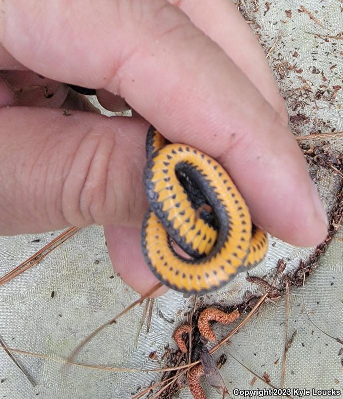 Southern Ring-necked Snake (Diadophis punctatus punctatus)