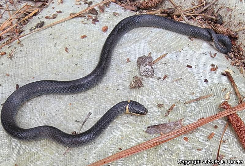 Southern Ring-necked Snake (Diadophis punctatus punctatus)