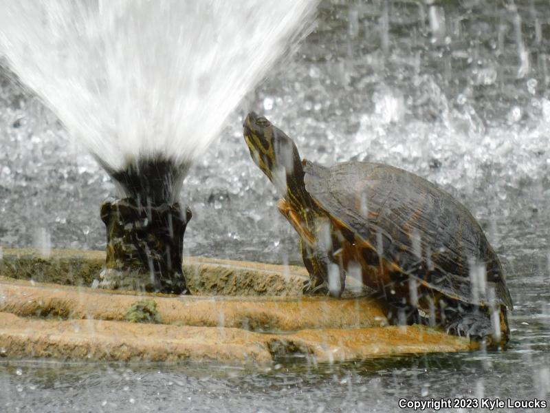 Yellow-bellied Slider (Trachemys scripta scripta)