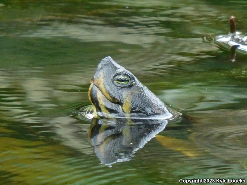 Yellow-bellied Slider (Trachemys scripta scripta)