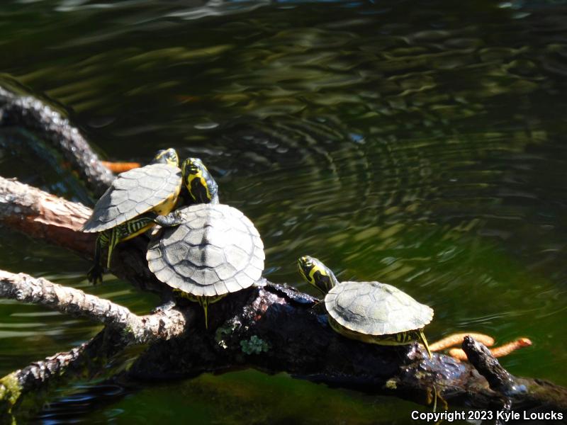 Yellow-bellied Slider (Trachemys scripta scripta)