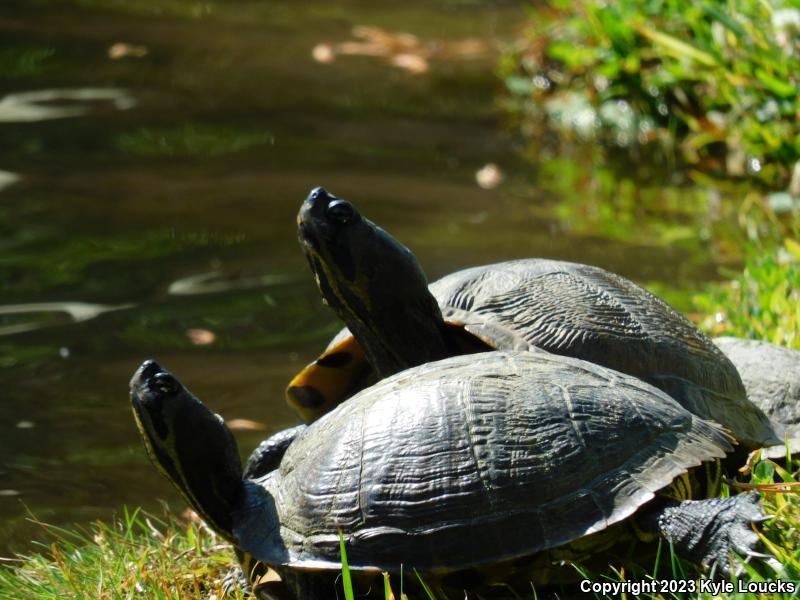 Yellow-bellied Slider (Trachemys scripta scripta)