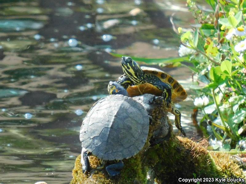 Yellow-bellied Slider (Trachemys scripta scripta)