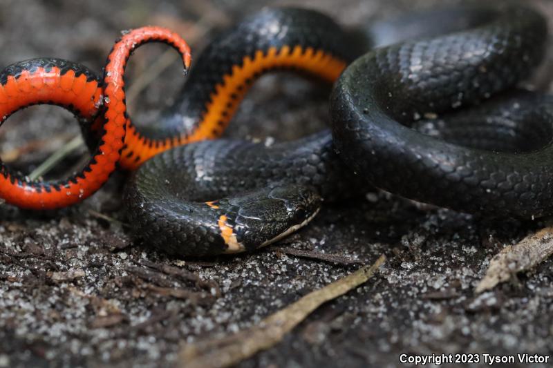 Southern Ring-necked Snake (Diadophis punctatus punctatus)