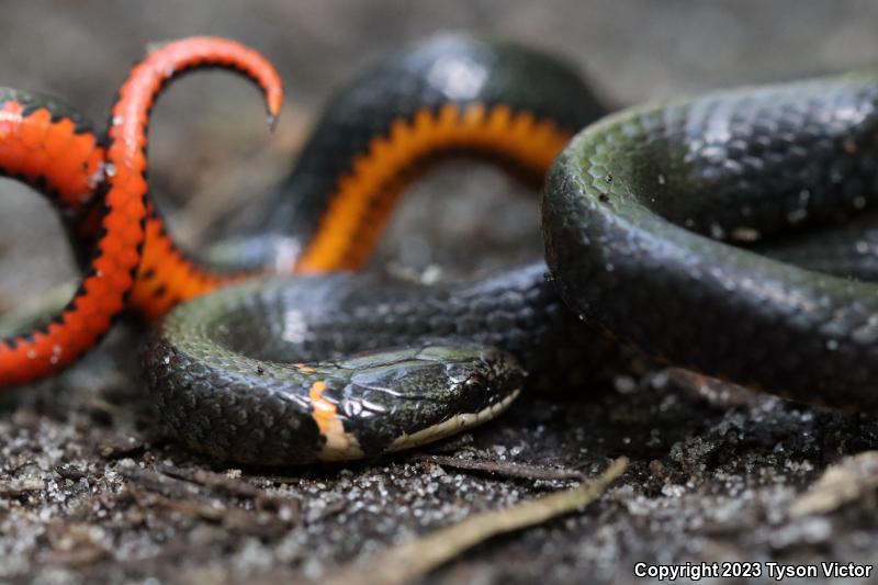 Southern Ring-necked Snake (Diadophis punctatus punctatus)