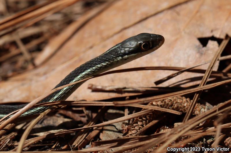 Peninsula Ribbonsnake (Thamnophis sauritus sackenii)